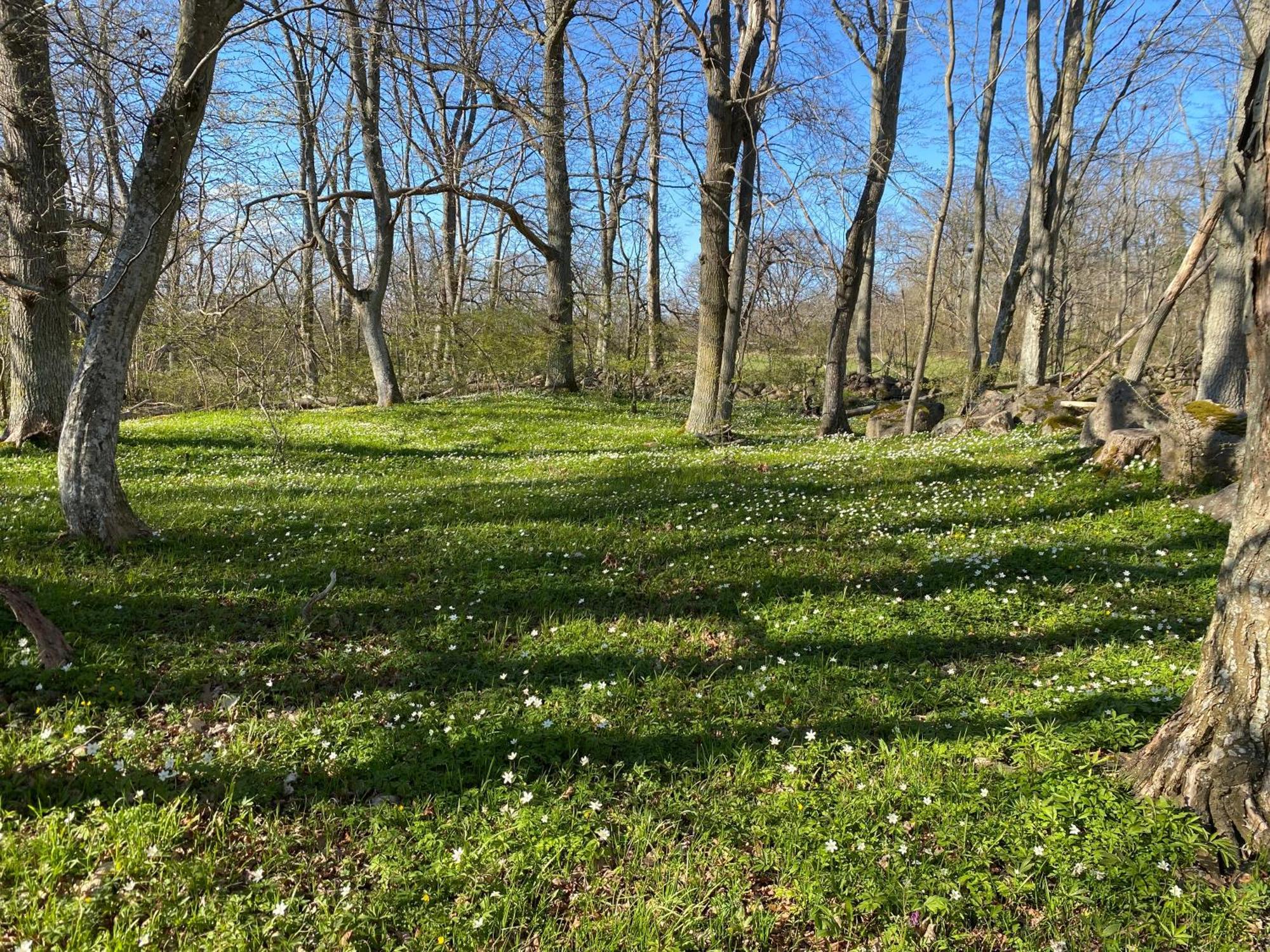 Gård Halltorps hage Borgholm Exteriör bild